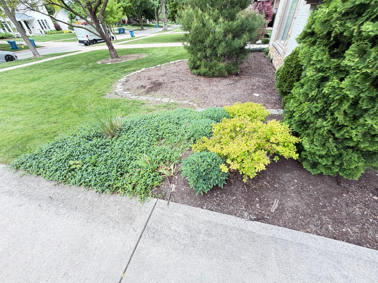 Front Landscape Plant Collection (Sold as One Lot)