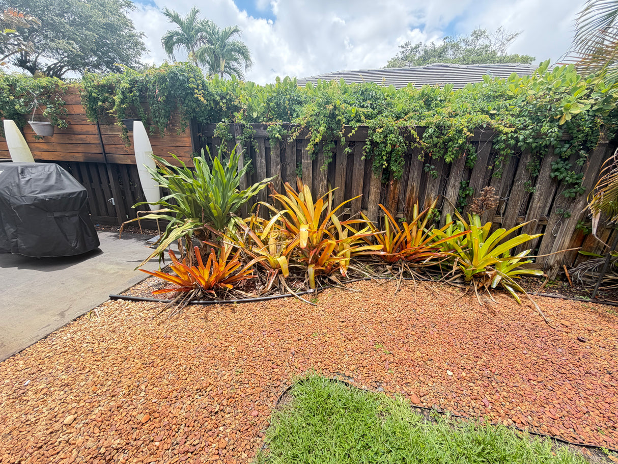 Tropical Bromeliad Landscaping Collection – Bundle