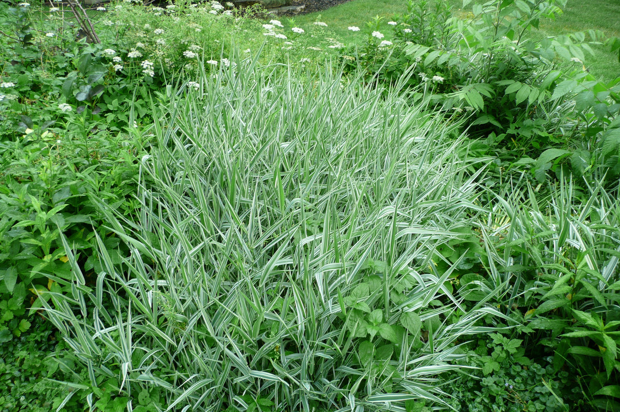 Everest Shade Grass