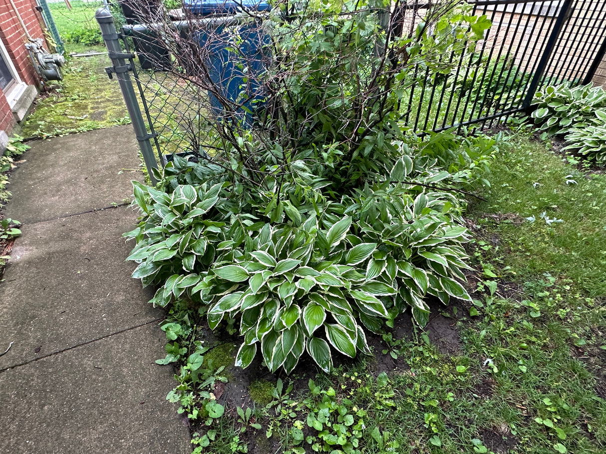 Large Variegated Hosta Bundle (Approx. 4 Plants)