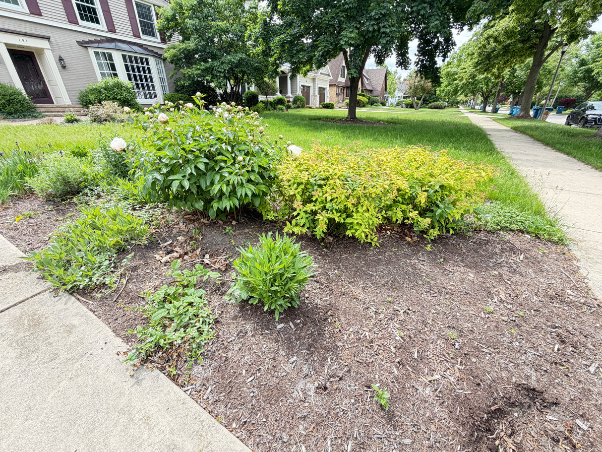 Front Landscape Bed Collection (Peony, Gold Spirea & Perennials)