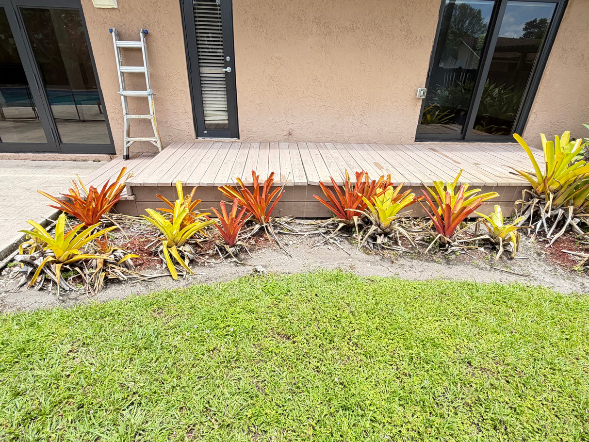 Tropical Bromeliad Landscaping Collection – Bundle