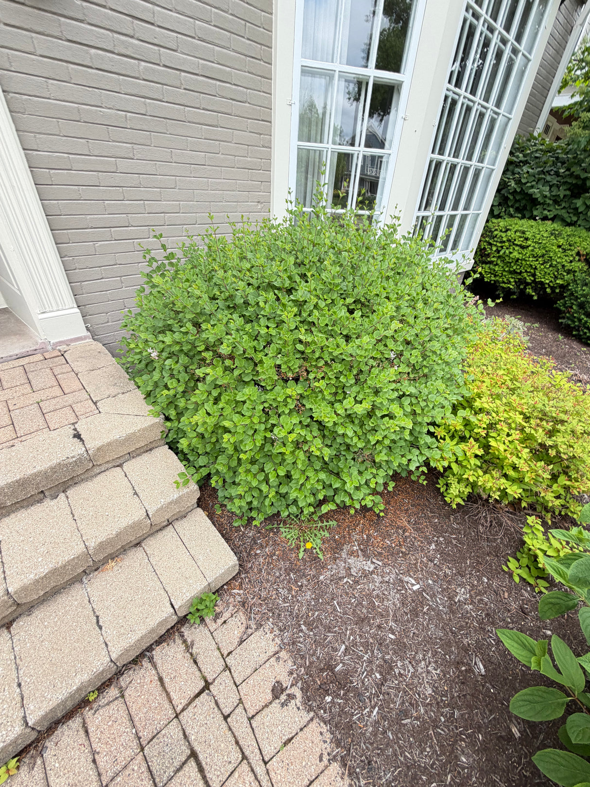 Mature Landscape Shrub – Established Foundation Planting
