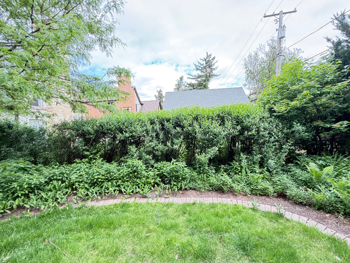 Mature Privacy Hedge Row (Approx. 25–35 Linear Feet)