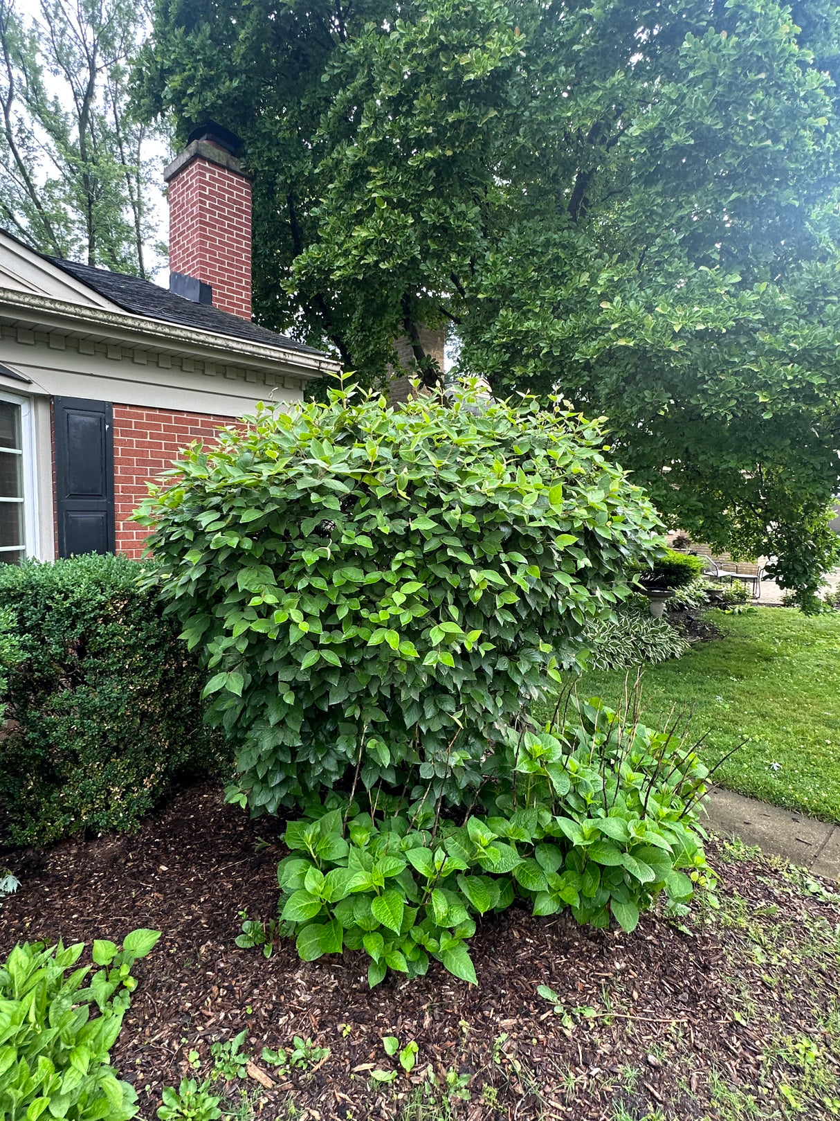 Mature Hydrangea Shrub
