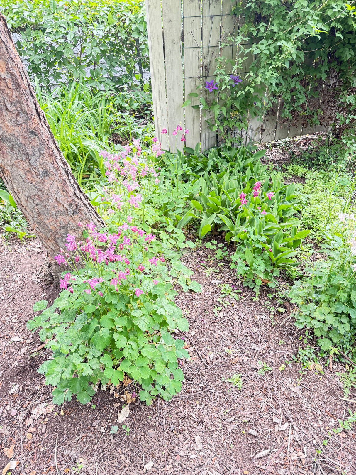 Mature Perennial Garden Collection