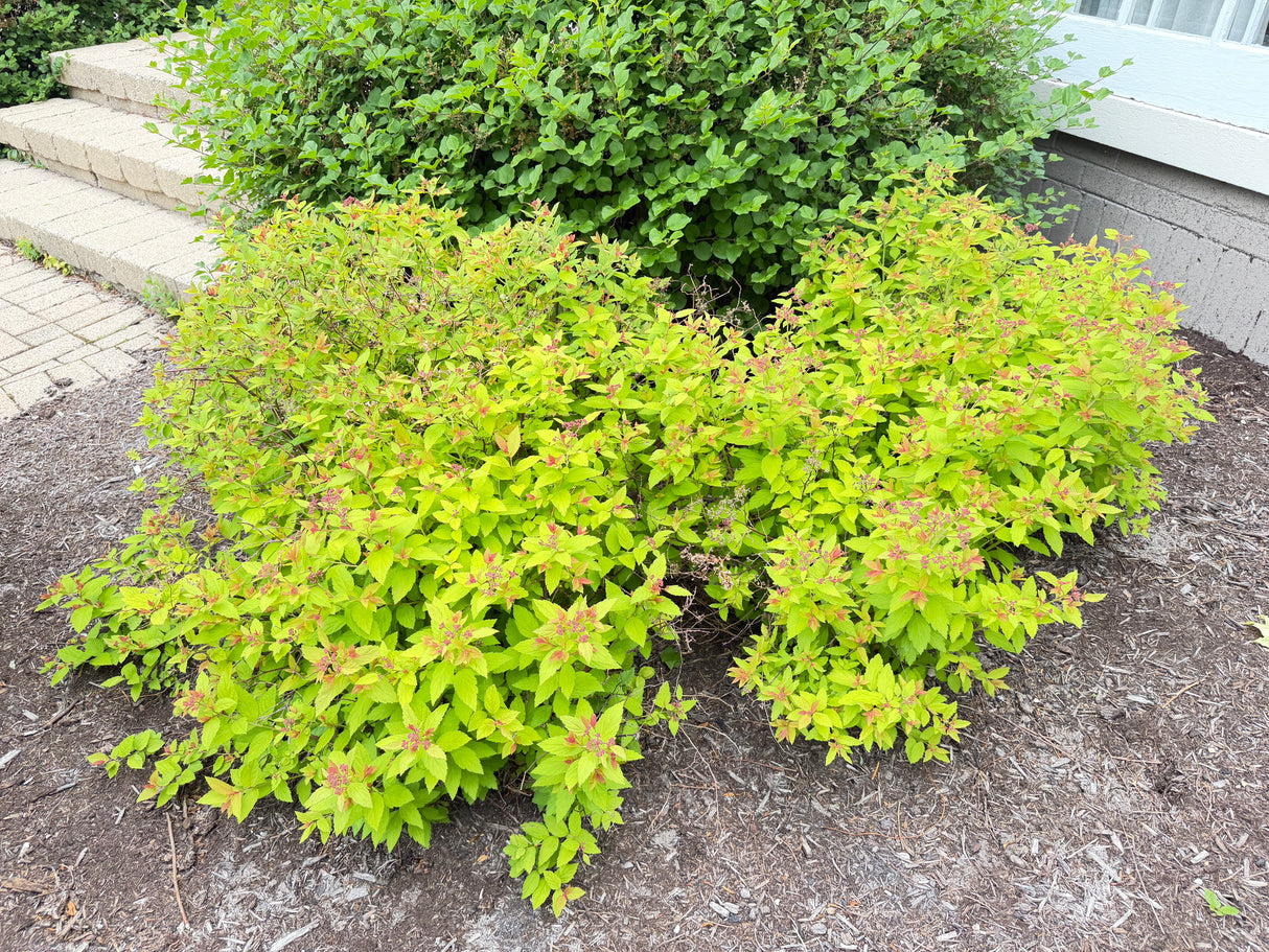 Gold Mound Spirea Shrub