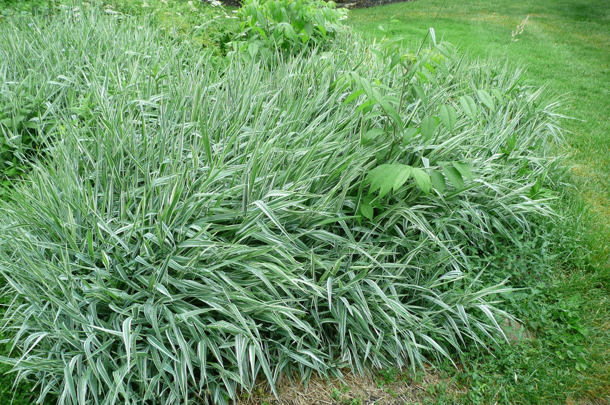 Everest Shade Grass