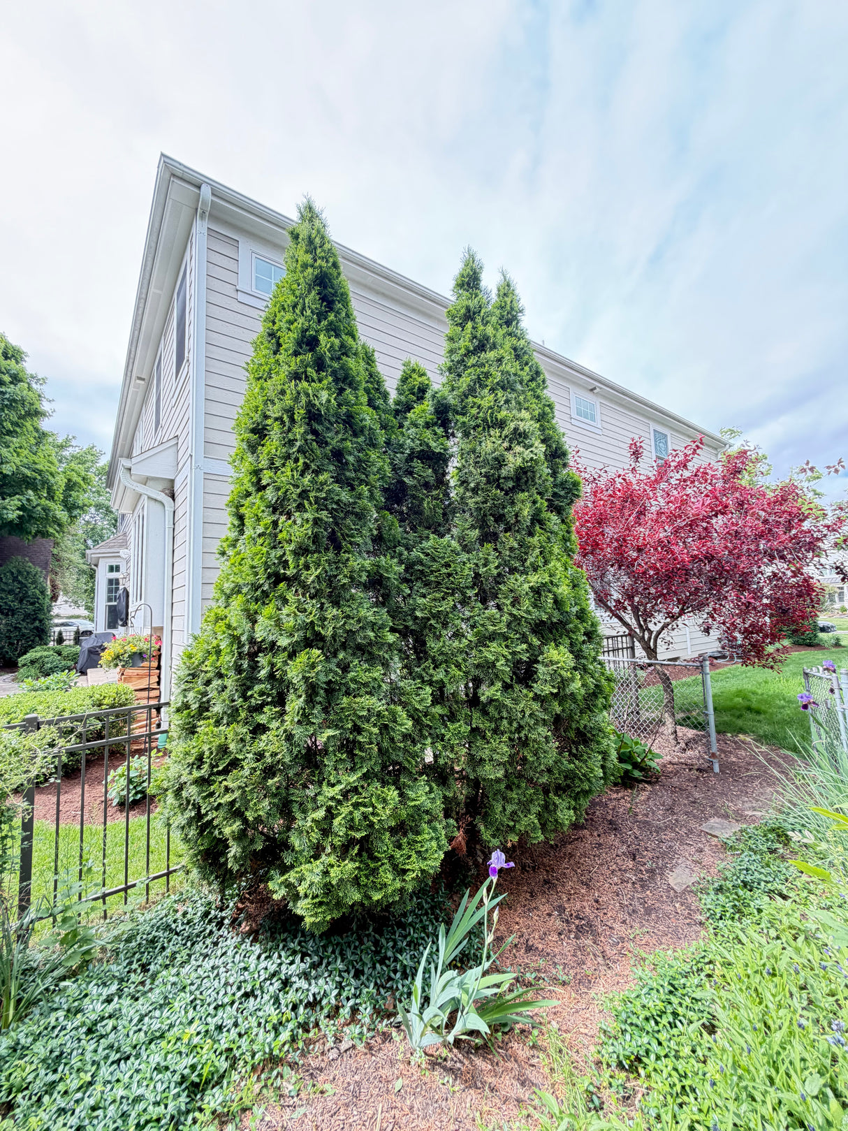 Arborvitae Privacy Trees – 4 Mature Trees Available
