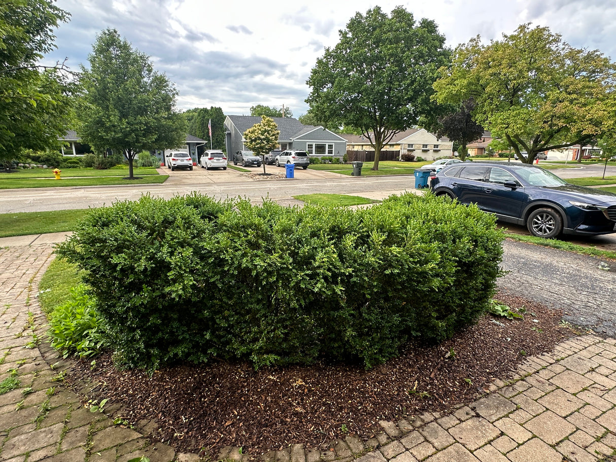 Large Boxwood Shrub Bundle (Approx. 8–10 Shrubs)
