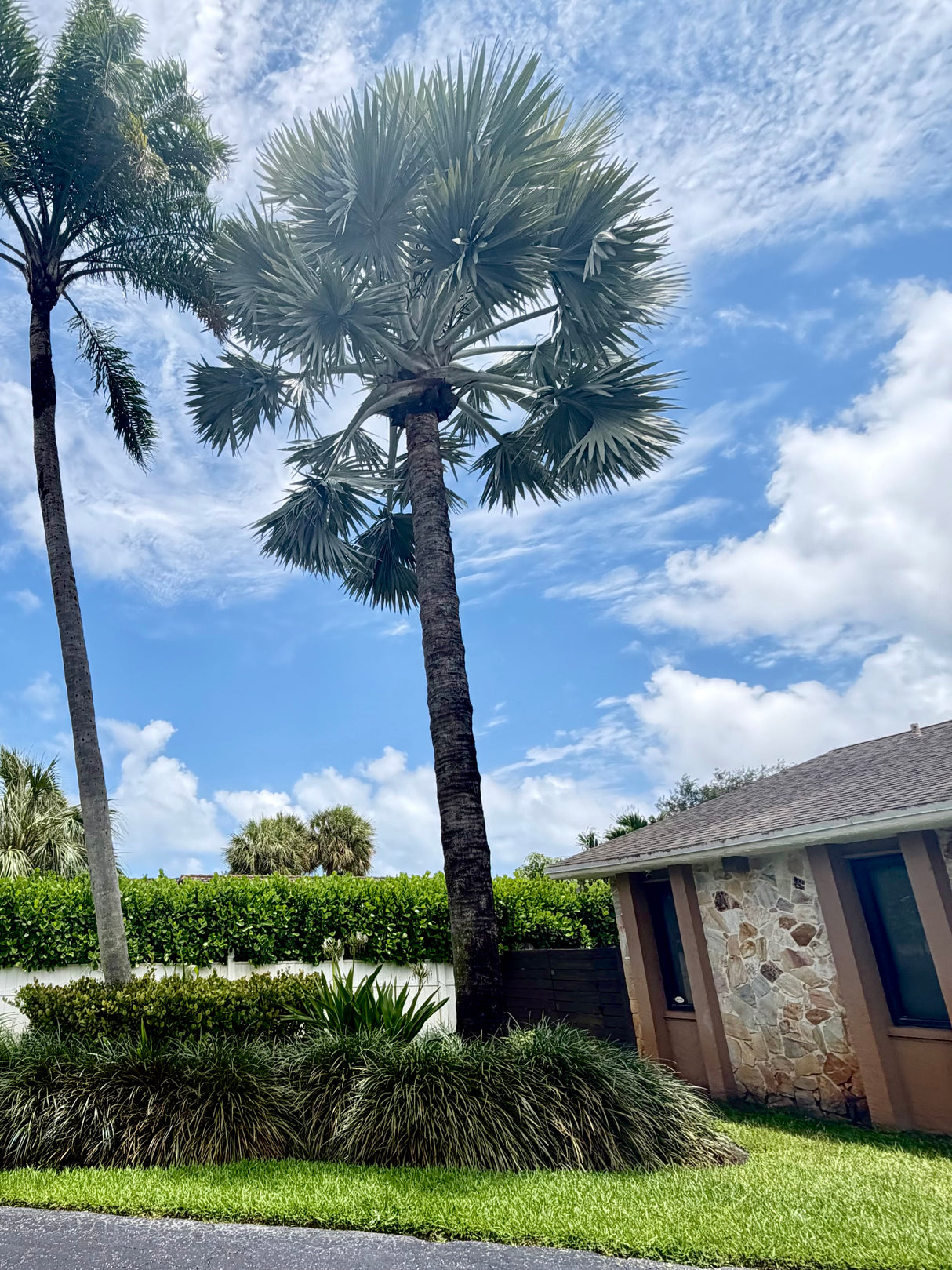 Mature Silver Bismarck Palm Tree – Buyer Removes