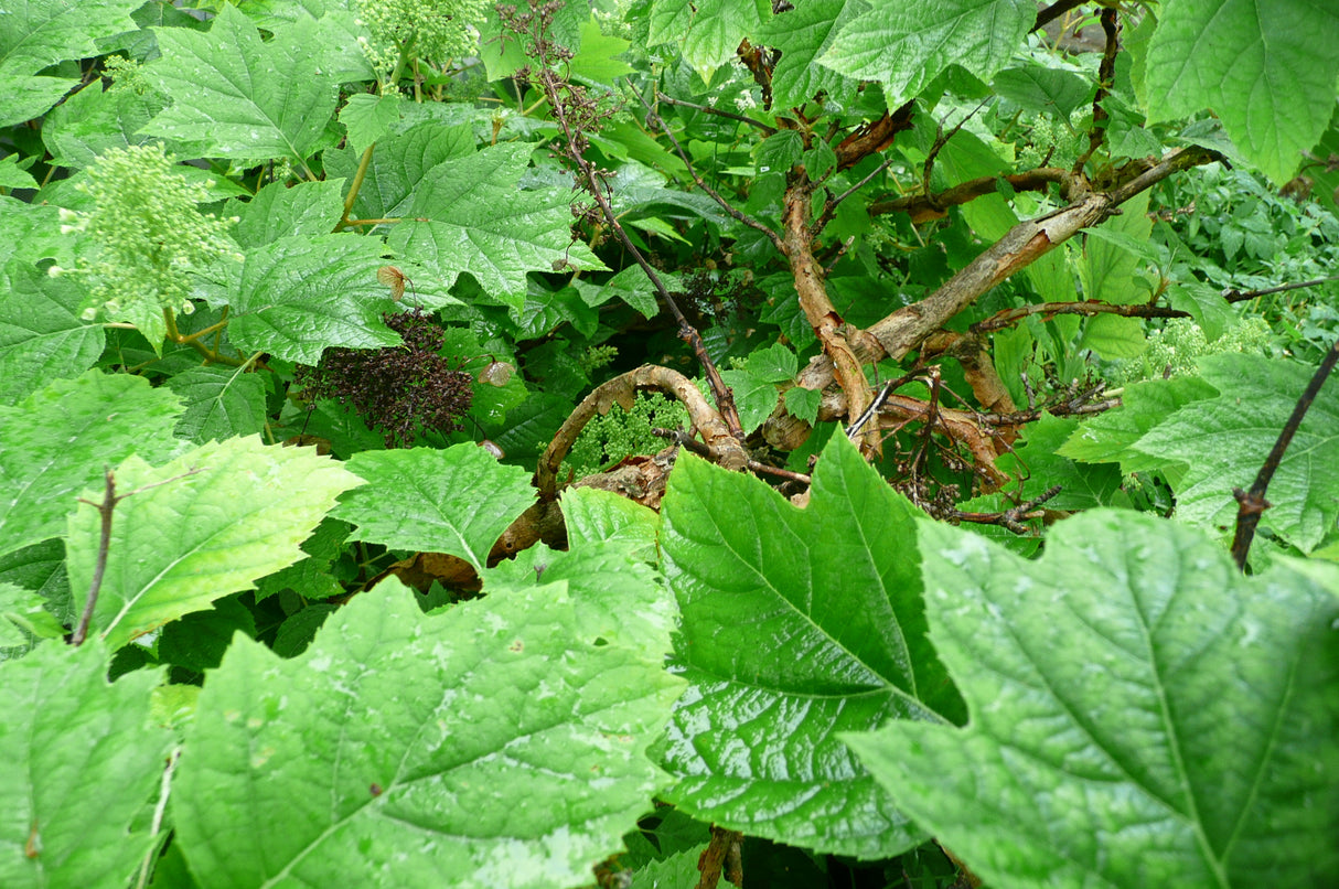 Oakleaf Hydrangea
