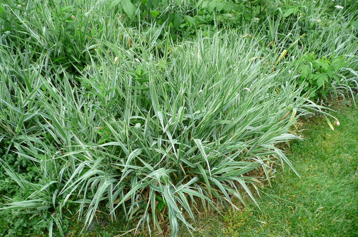 Everest Shade Grass