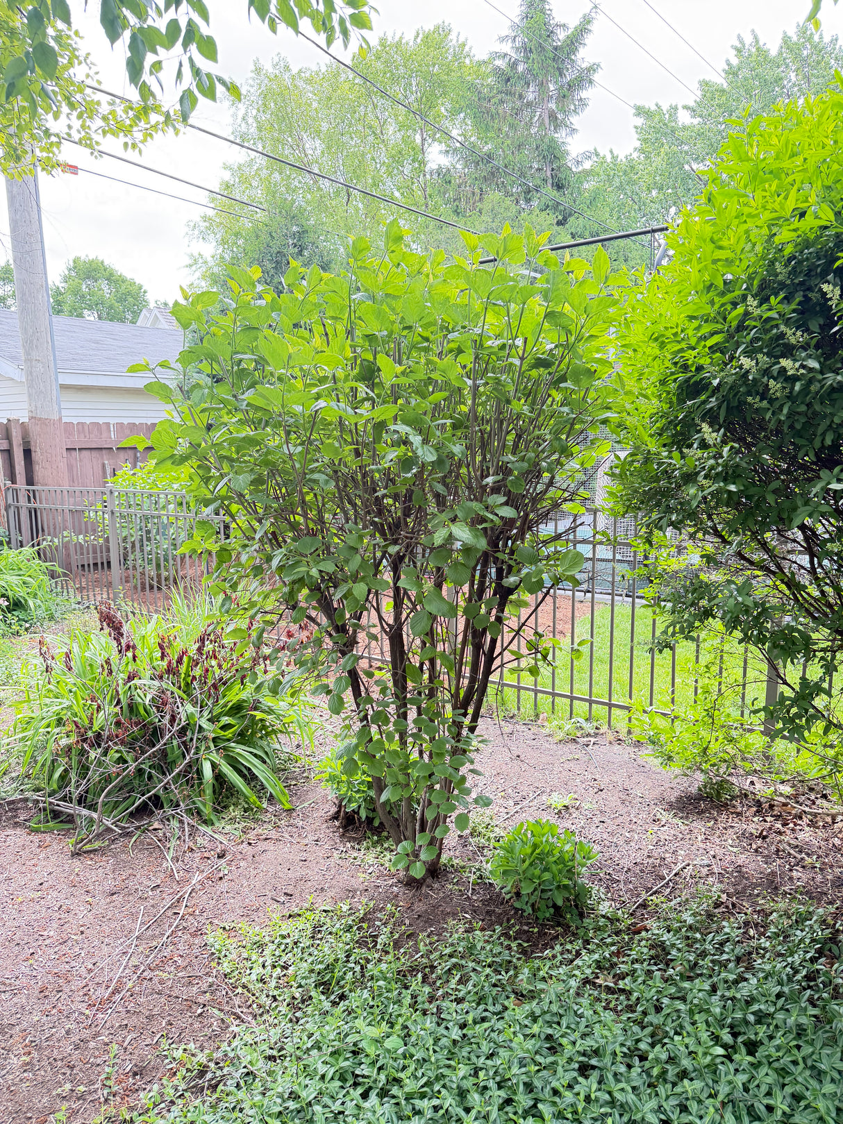 Mature Multi-Stem Ornamental Shrub / Small Tree