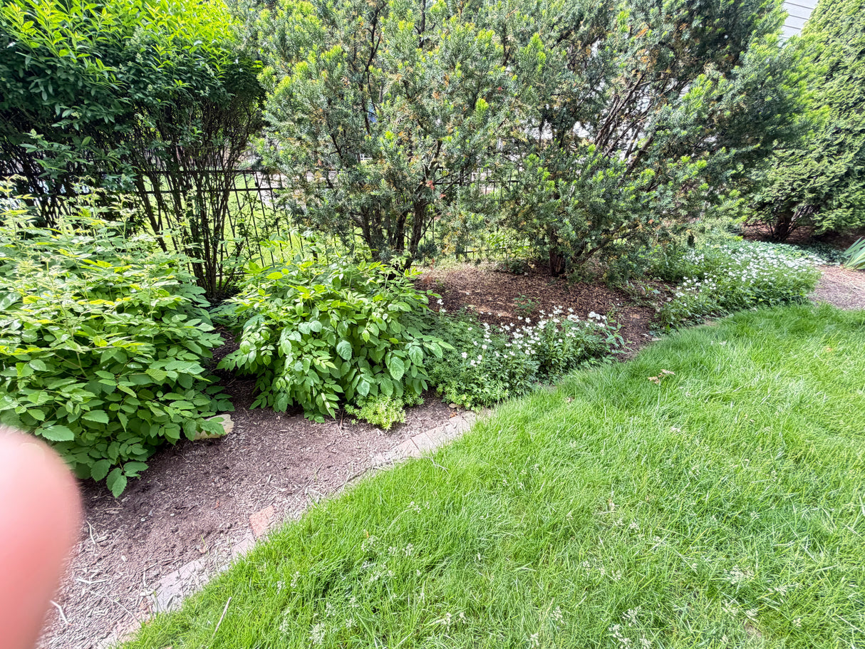 Perennial Garden Bed Collection (Sold as One Lot)