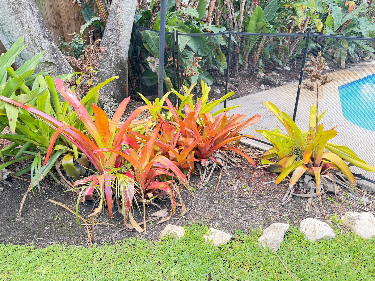 Tropical Bromeliad Landscaping Collection – Bundle