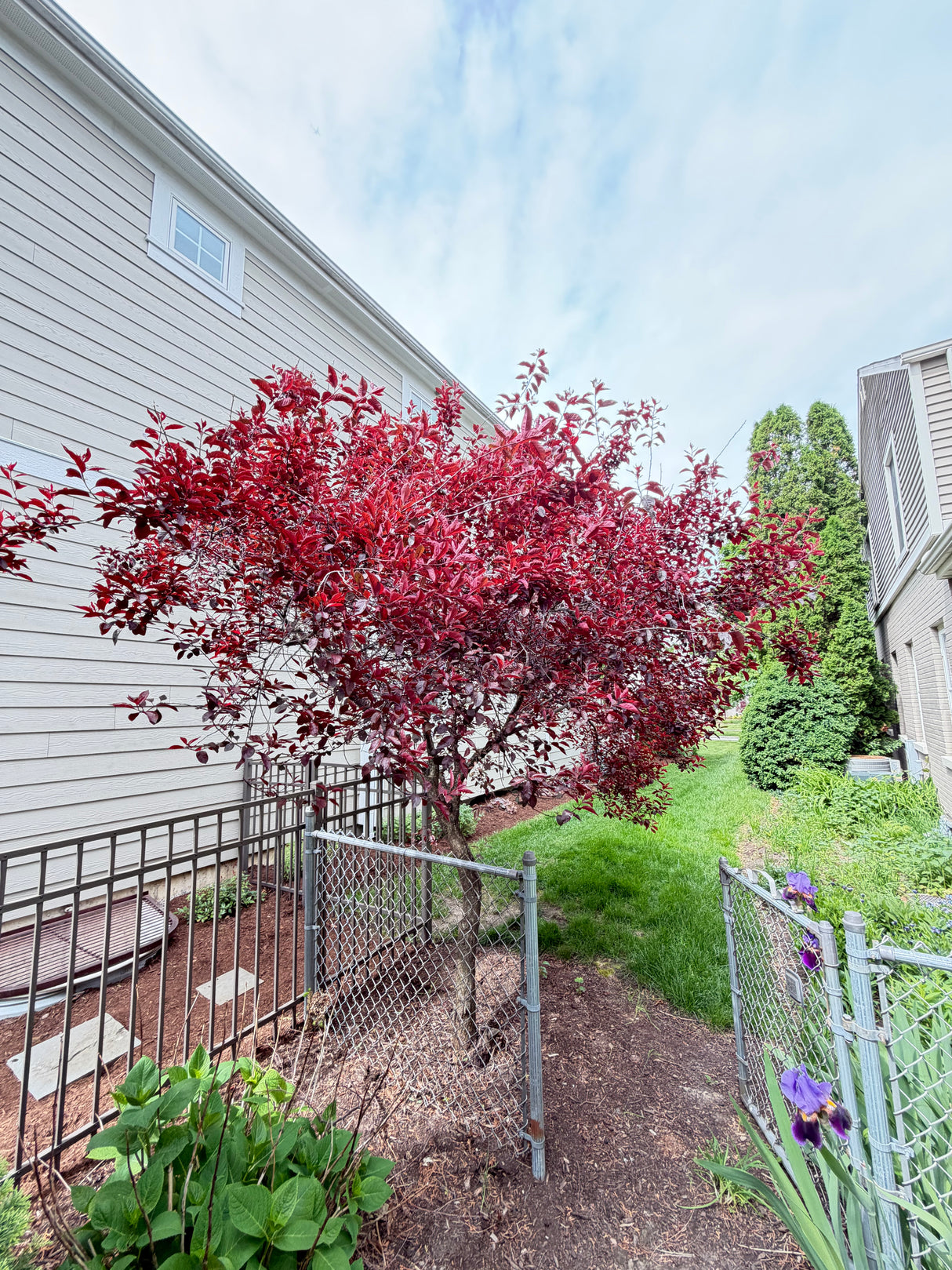 Mature Purple Leaf Plum Tree (Ornamental Flowering Plum)
