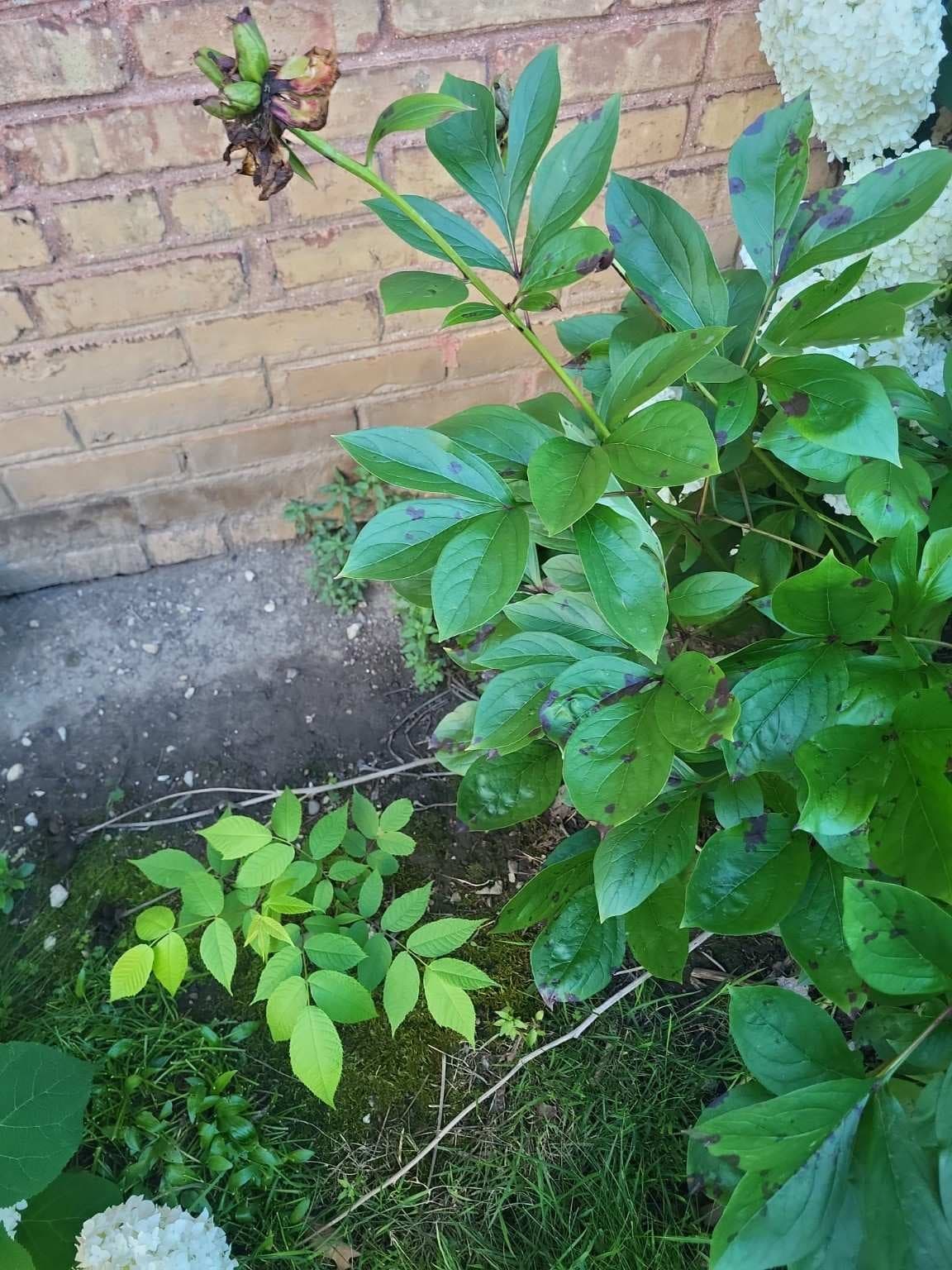 Mature Peony & Hydrangea Landscape Plants, ~36 in, Dig-Your-Own