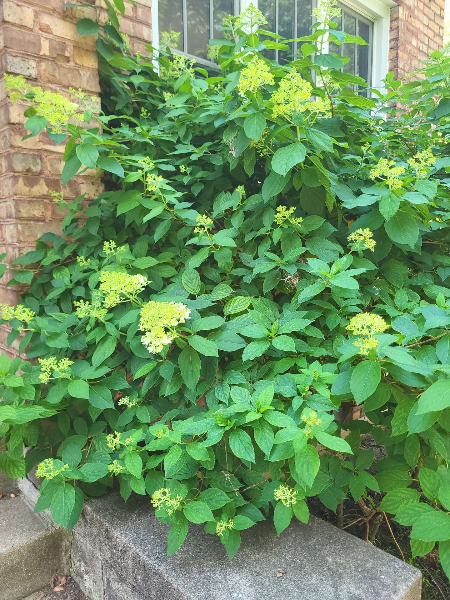 Mature Panicle Hydrangea Shrub, ~5 ft W x 5 ft H, Dig-Your-Own
