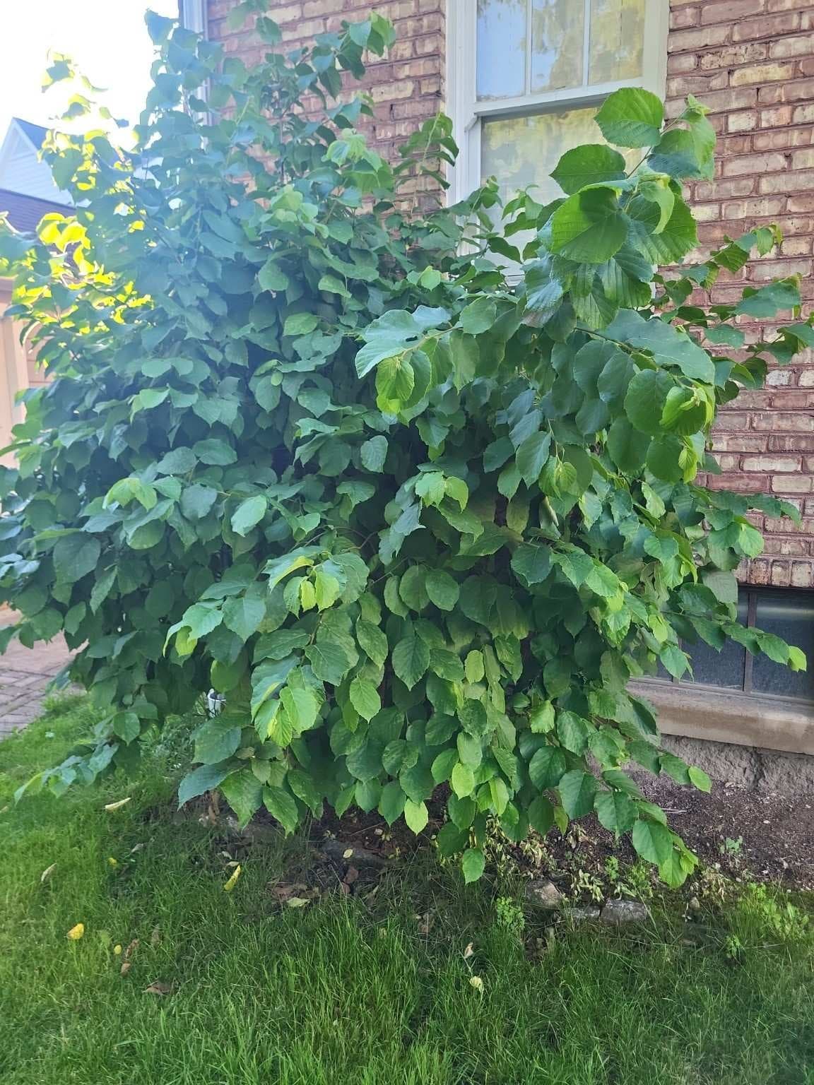 Hickory Tree, 8-12 ft, Established Landscape Shrub/Sapling - You Dig