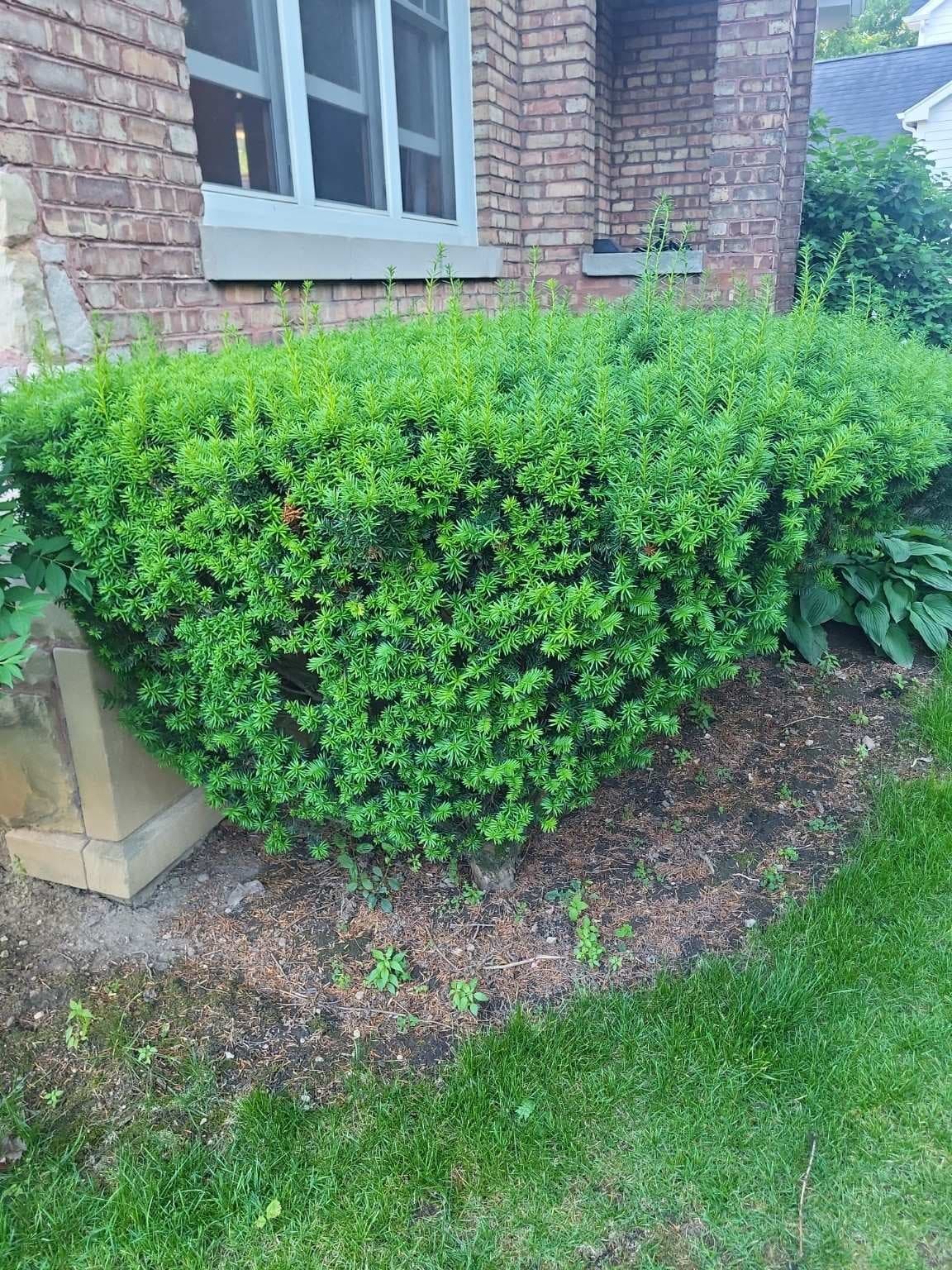 Mature Japanese Yew Shrubs, 5+ ft, Established - Row of 2-3 Plants (You Dig)