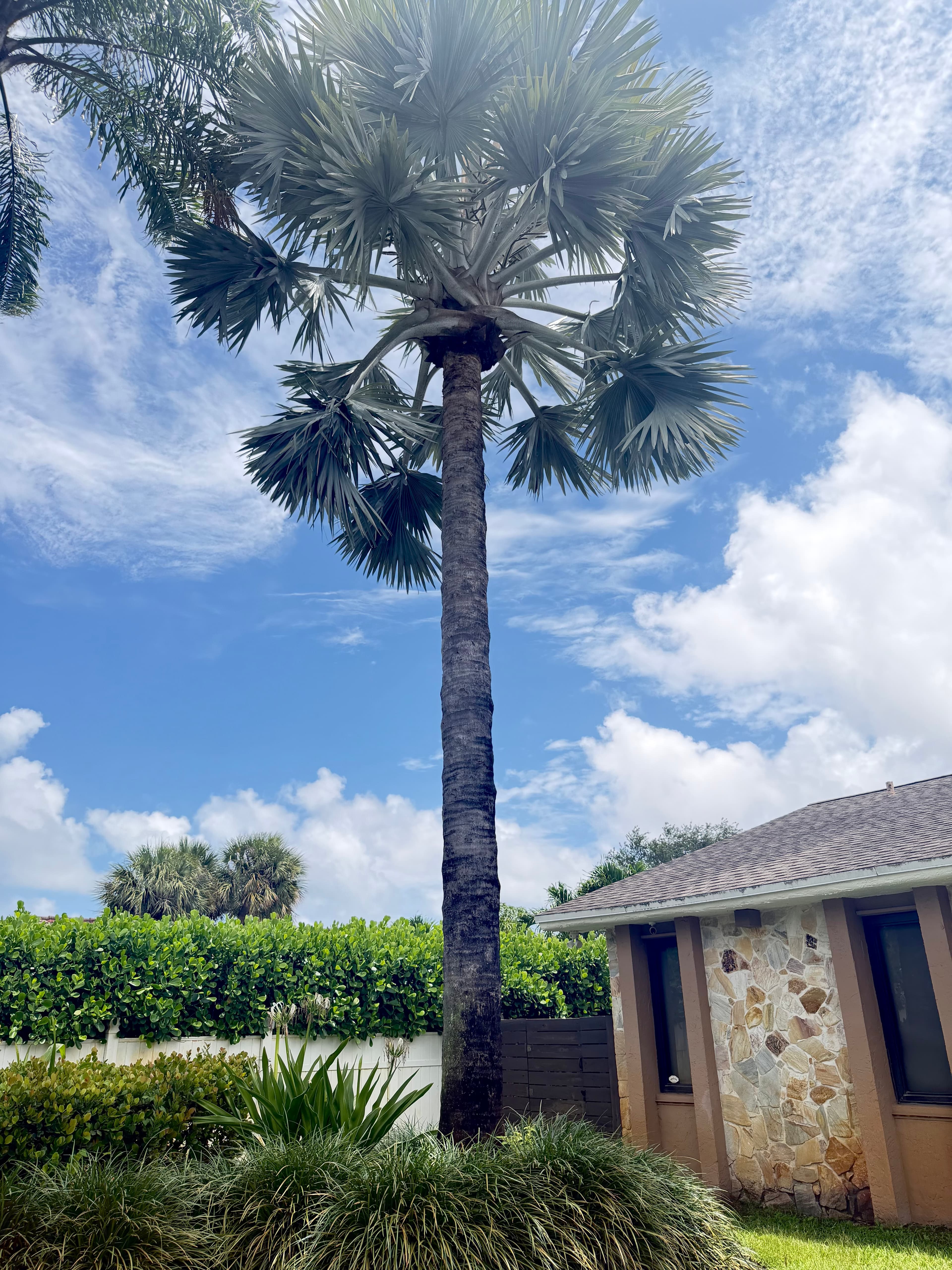 Mature Silver Bismarck Palm Tree – Buyer Removes