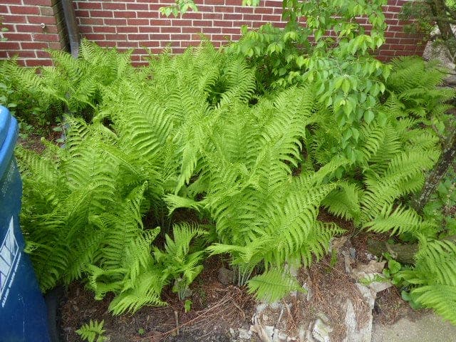 Ostrich Fern