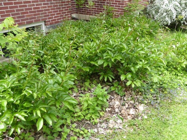 Peonies