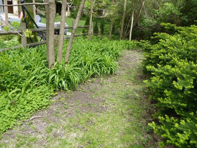 Daylilies