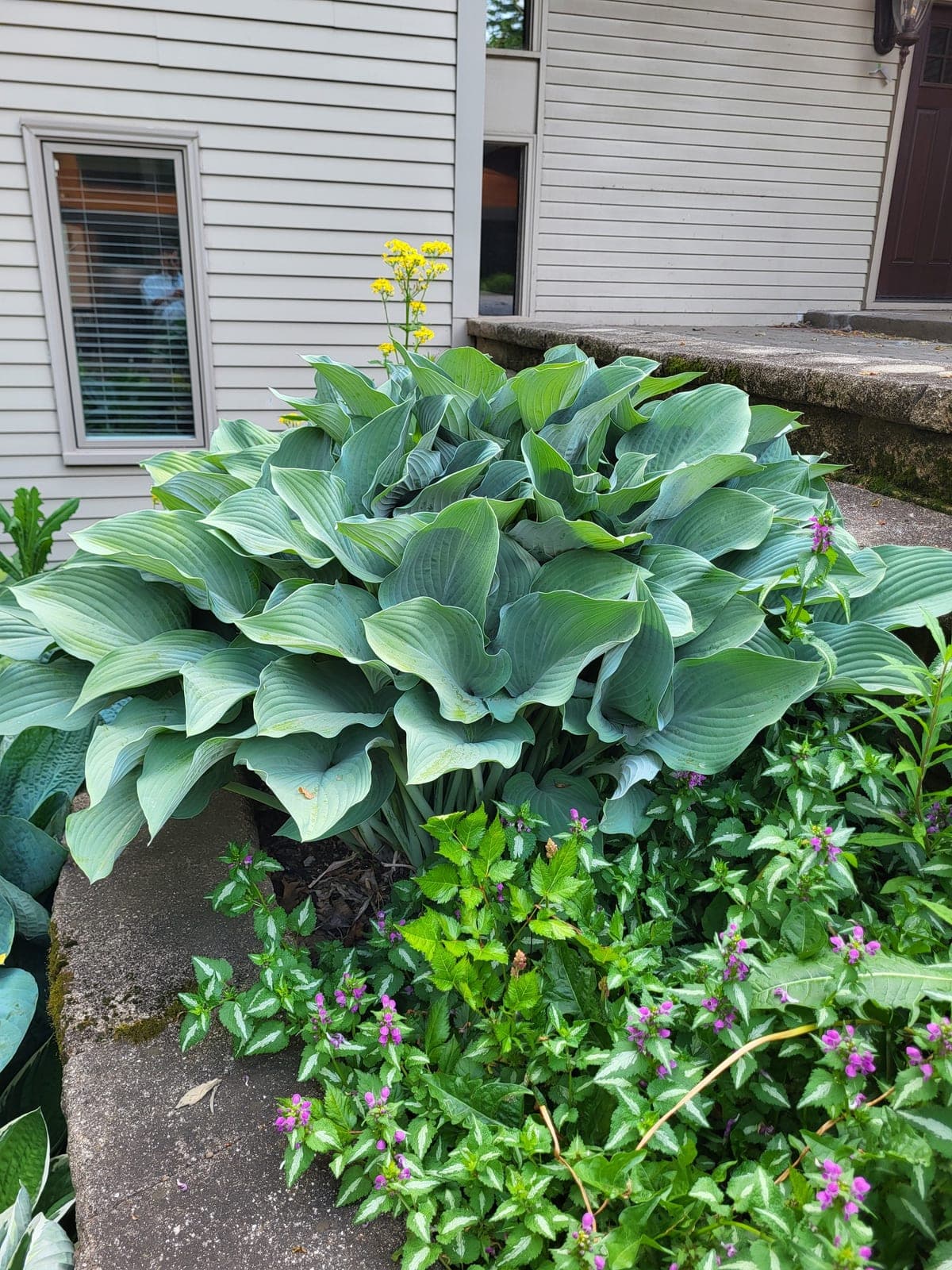 Hostas, Very mature, multiple types $12-$50 depending on size
