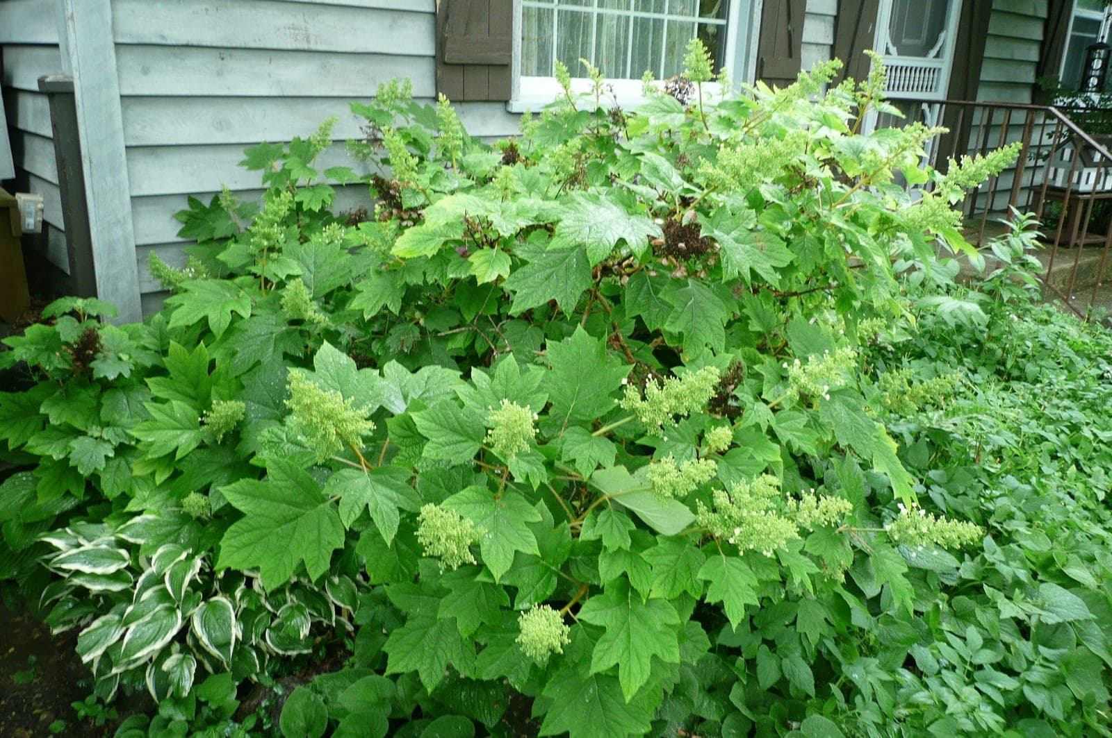 Oakleaf Hydrangea