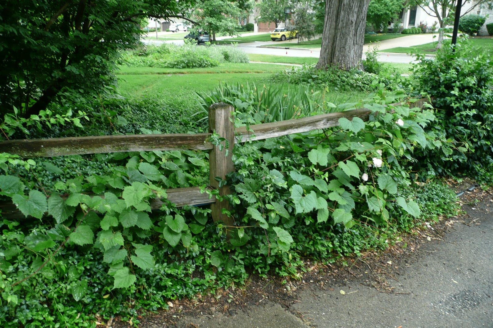 Split Rail Fence with Posts