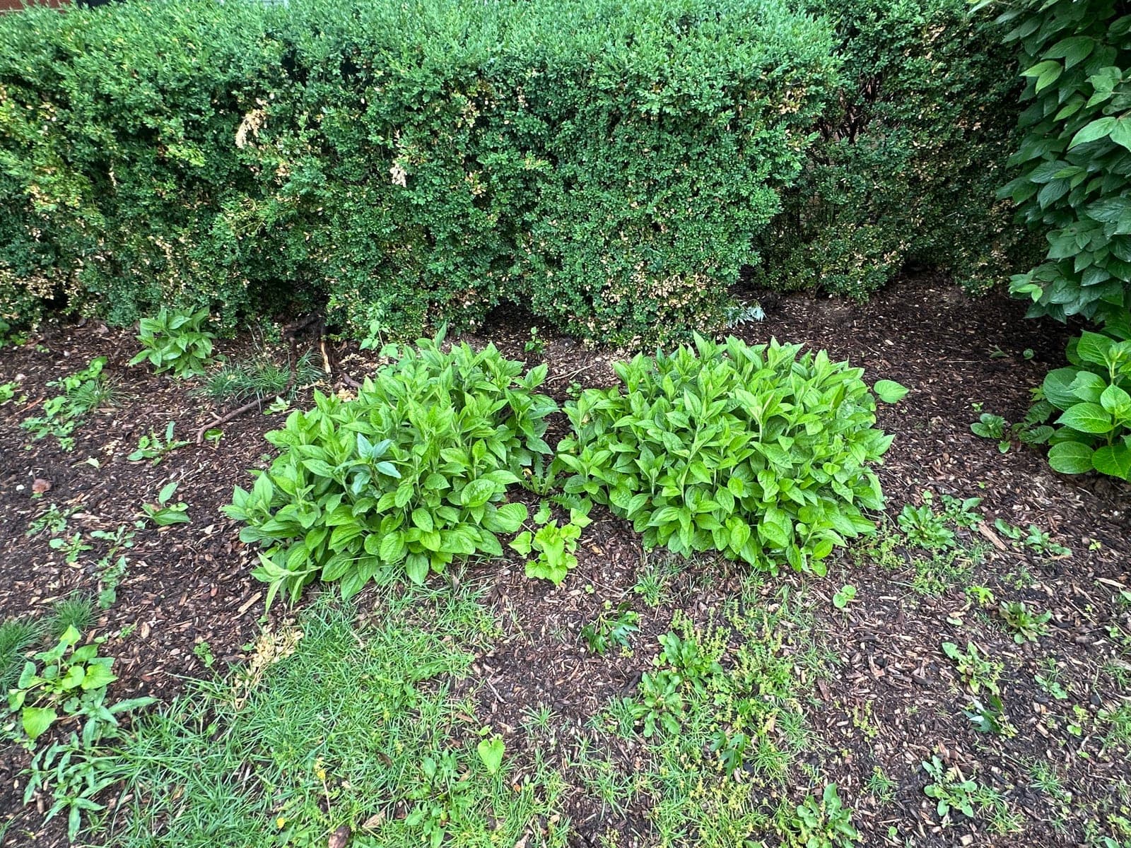 Set of 2 Mature Perennials