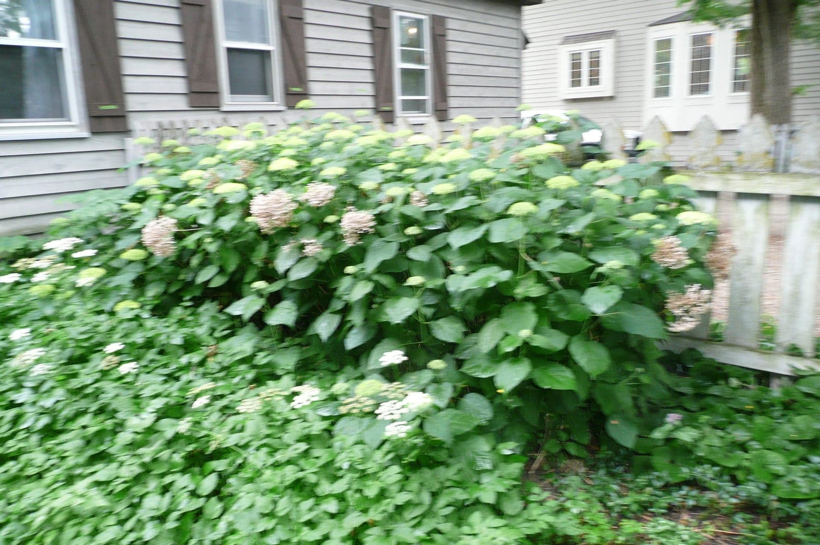 Hydrangea