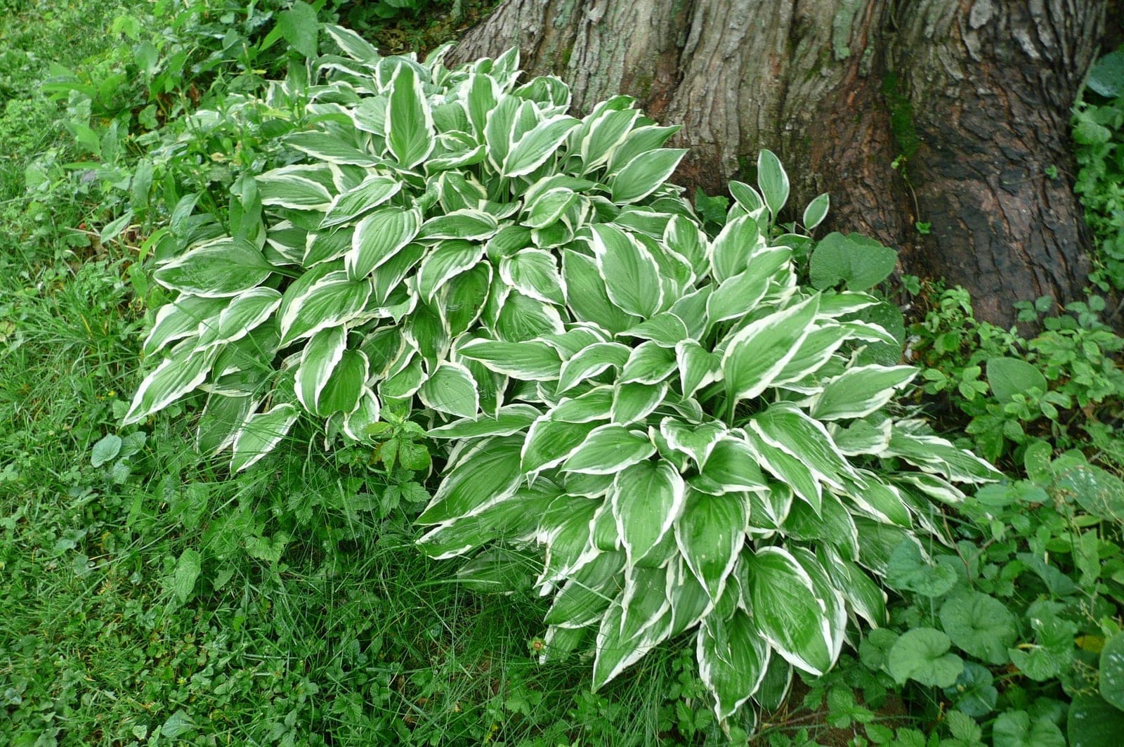 Hostas