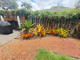 Tropical Bromeliad Landscaping Collection – Bundle