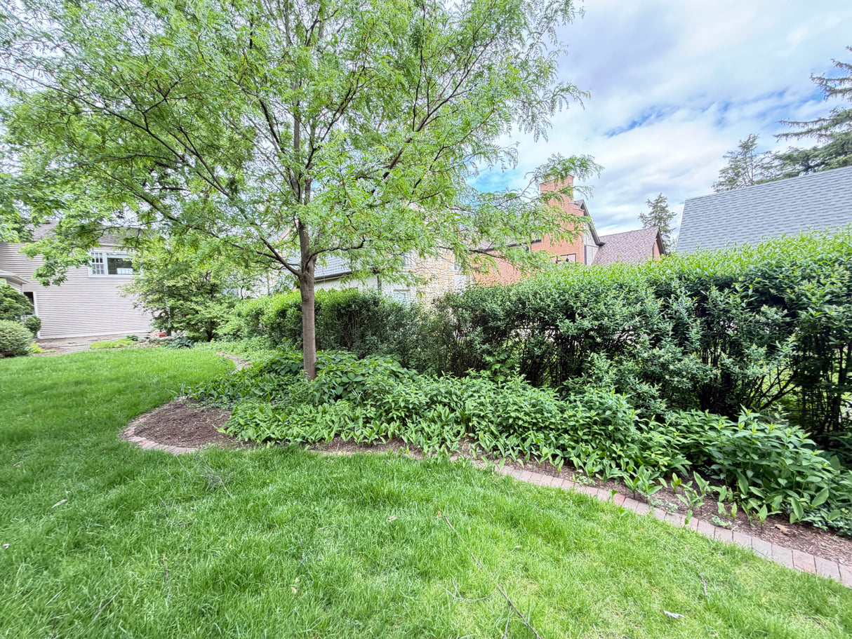 Mature Privacy Hedge Row (Approx. 25–35 Linear Feet)