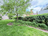 Mature Privacy Hedge Row (Approx. 25–35 Linear Feet)