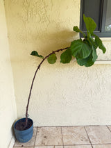 Large Fiddle Leaf Fig Tree in Decorative Pot