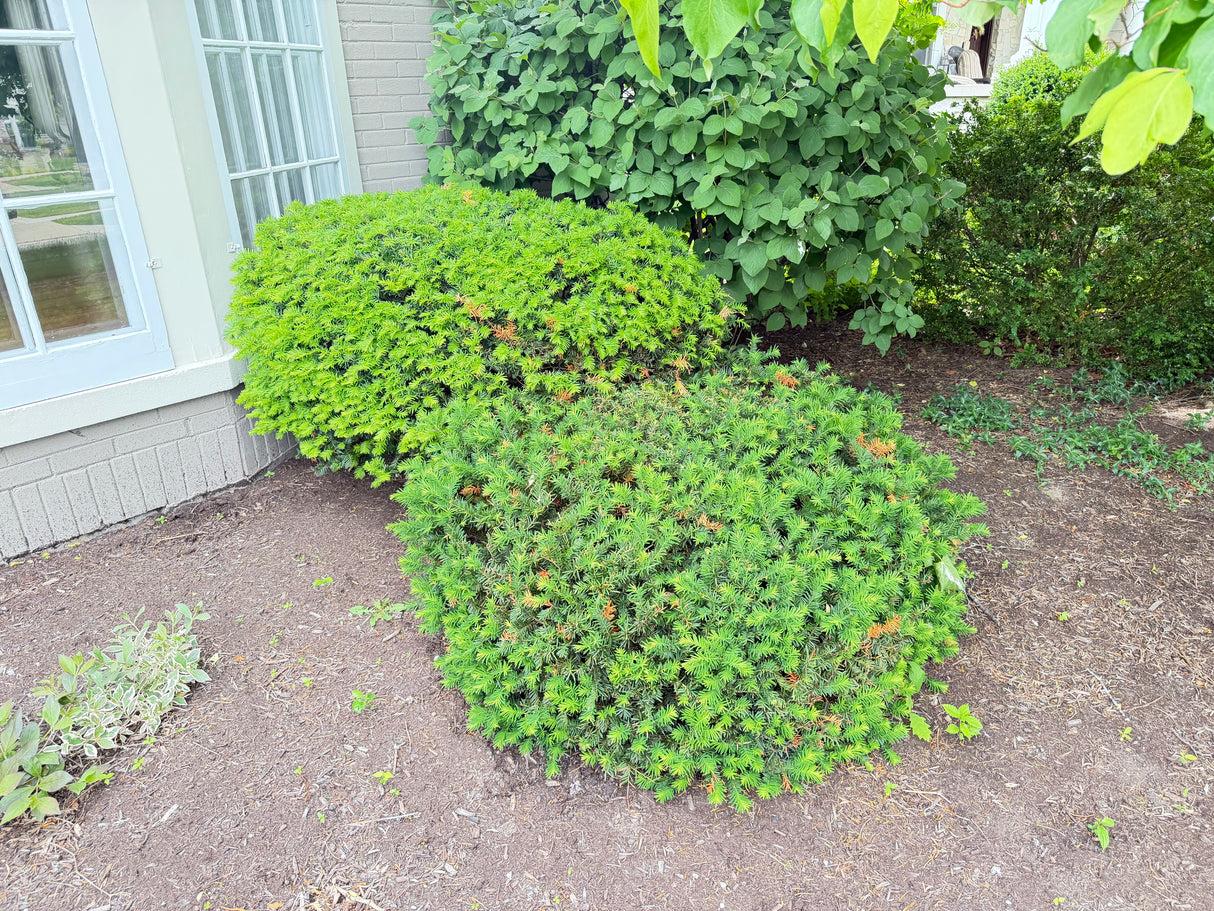 Matching Mature Dwarf Yew Shrub Set (2 Shrubs)