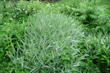 Everest Shade Grass