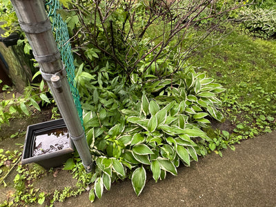 Large Variegated Hosta Bundle (Approx. 4 Plants)