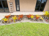 Tropical Bromeliad Landscaping Collection – Bundle