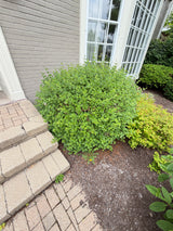 Mature Landscape Shrub – Established Foundation Planting