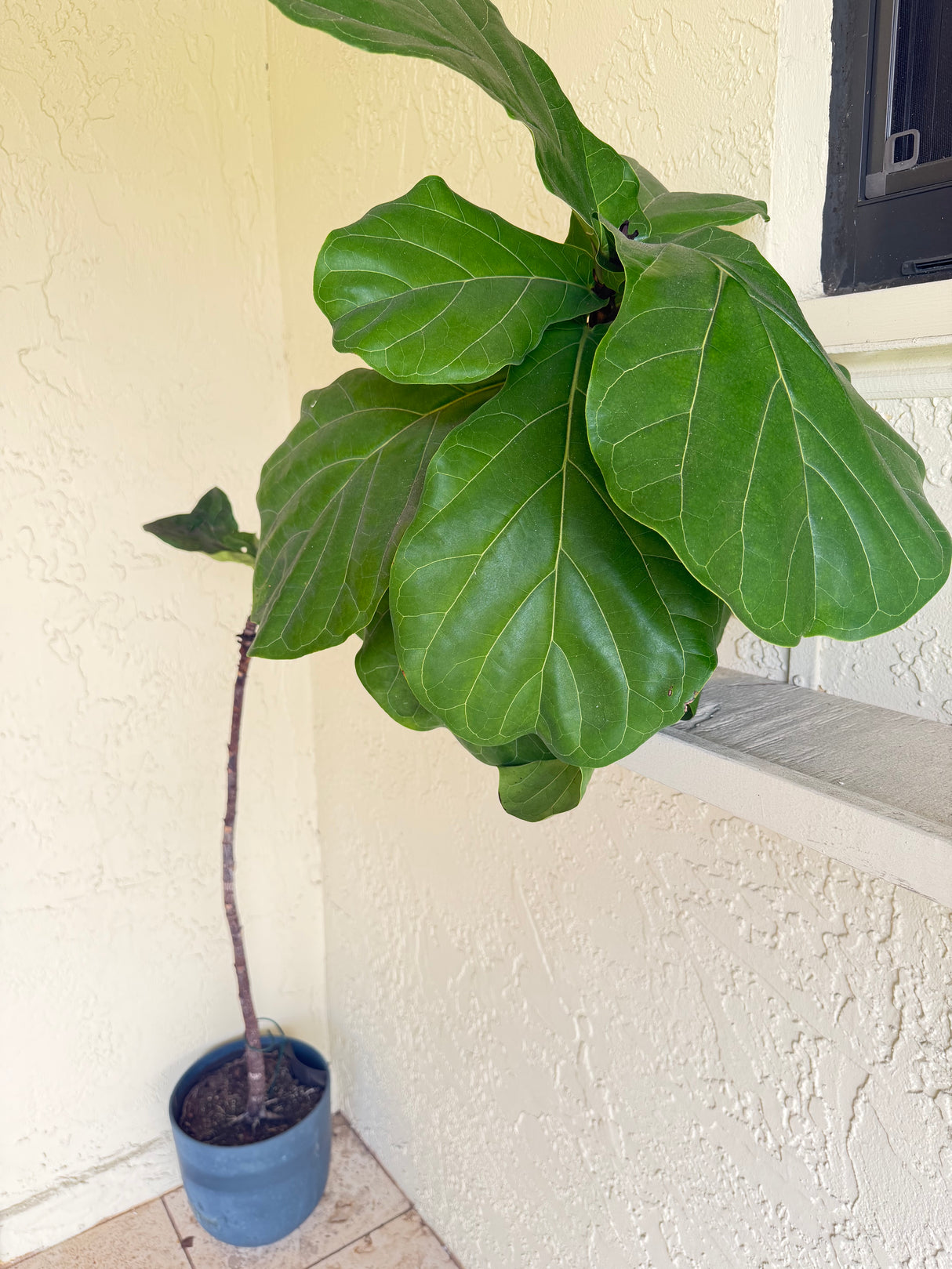 Large Fiddle Leaf Fig Tree in Decorative Pot
