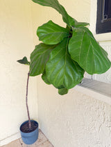 Large Fiddle Leaf Fig Tree in Decorative Pot