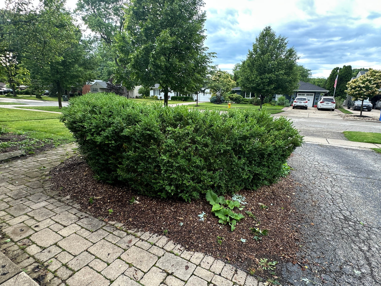 Large Boxwood Shrub Bundle (Approx. 8–10 Shrubs)