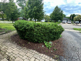 Large Boxwood Shrub Bundle (Approx. 8–10 Shrubs)