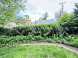 Mature Privacy Hedge Row (Approx. 25–35 Linear Feet)