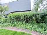 Mature Privacy Hedge Row (Approx. 25–35 Linear Feet)